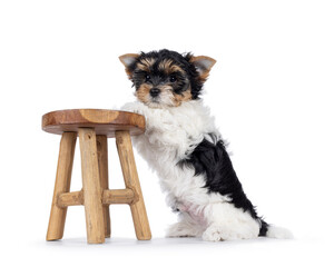 Adorable Biewer Terrier dog pup, standing side ways with front paws on little woden stool. Looking  to camera. Isolated on a white background.