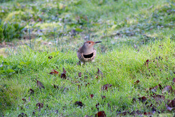 Grassy Flicker 04