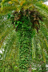 Tall palm trunk covered by the climbing ivy plant. Tropical climate nature.