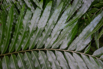 Fern leaves background. Giant sword fern leaves closeup. Nephrolepis biserrata - 745968925