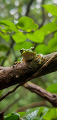 Fototapeta premium A frog resting on a tree branch in dense jungles