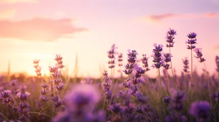 Fototapeten lavender field at sunset © Noah