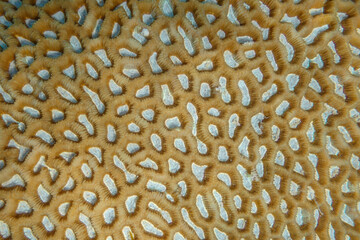 coral surface
