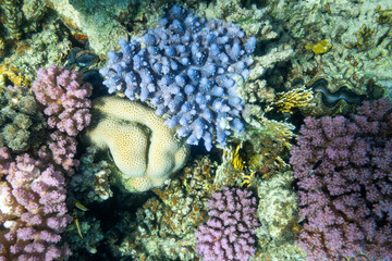 coral reef with fish and coral