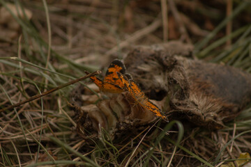 Naklejka na ściany i meble Orange and Black Pearl Crescent (Phyciodes tharos) Butterflies Feed on Goat Carcass in June 2023 BC, Canada