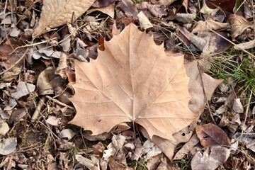 A close view of the brown maple autumn leaf.