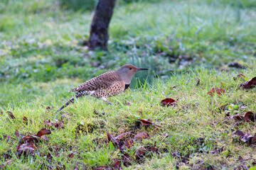 Flicker in the Grass 09