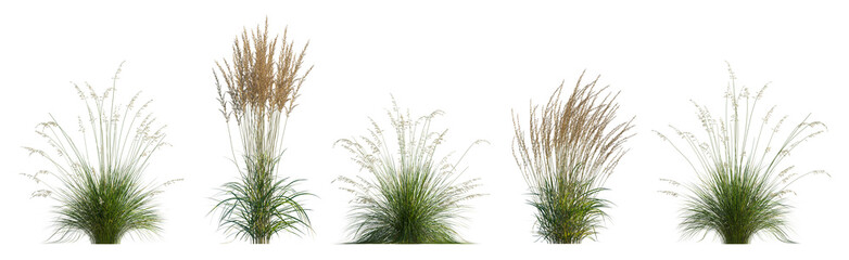 Set of frontal Prairie dropseed Sporobolus heterolepis and Calamagrostis acutiflora (Karl Foerster) grass isolated png on a transparent background perfectly cutout high resolution
