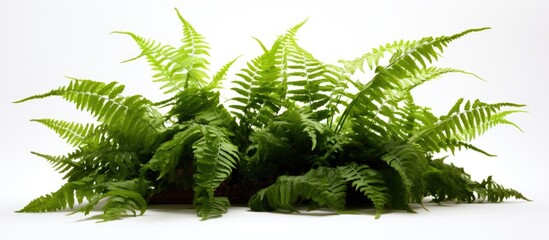A Nephrolepis exaltata Boston fern is displayed against a plain white backdrop, showcasing its vibrant green leaves in abundance.