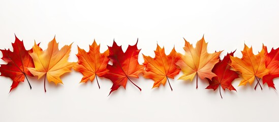 A series of vibrant orange and red maple leaves forming a row on a clean white background. The leaves are neatly aligned, creating a visually striking autumn banner or composition.