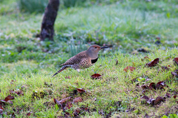 Flicker Landscape 02