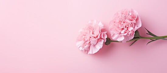Two vibrant pink carnations are elegantly displayed on a soft pink background, creating a harmonious and visually pleasing composition. 