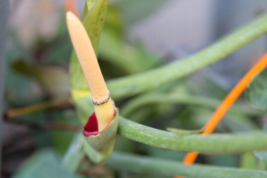 Closeup to pollen of paraiso verd in pot 