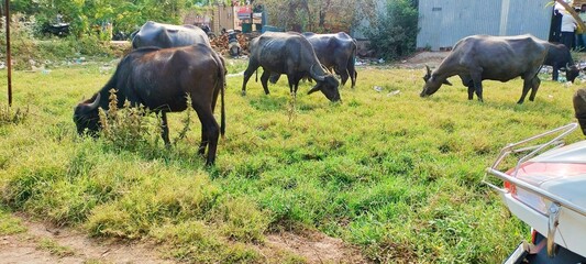 Indian buffalo in field 