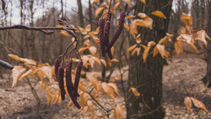 Black alder in the spring season. Alnus plant from the Betulaceae family