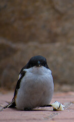 Black and white bird