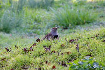 Flicker Glance 05