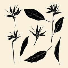 Flat vector strelitzia. Line art bird of paradise flower illustration. Native South African plant