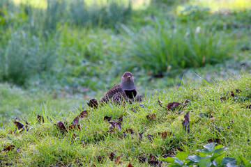 Flicker Glance 09