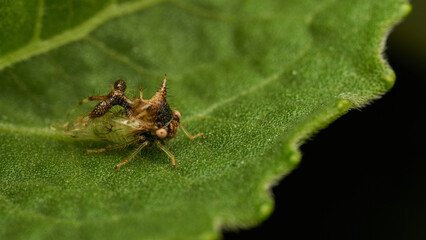 strange insect walking on a green leaf (Cyphonia)