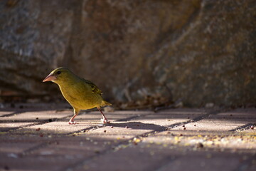 Yellow bird