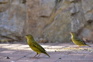 Yellow bird