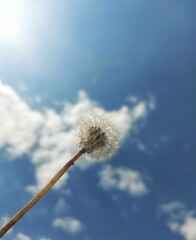 Soffione contro un cielo azzurro e nuvole.