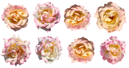 Pink and yellow rose flowers in full bloom isolated on white. Rosa Peace quality