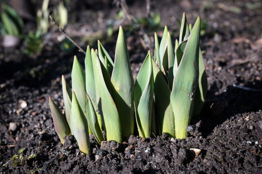 Tulipany, wczesny wzrost.