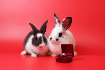 Two cute white and black striped rabbits on a red background. There was a wedding ring box nearby....