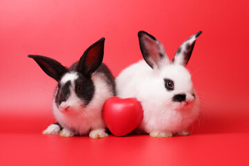 Two cute white and black striped baby bunnies on a red background. There is a heart-shaped ball in the middle. Valentine's Day. Easter. pet concept