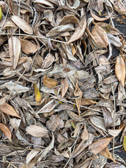 Dry leaves and twigs scattered on the ground