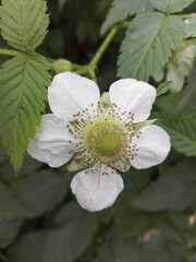 wild strawberry flower Fragaria vesca