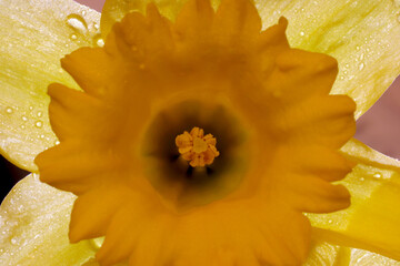 Trumpet Daffodil Mandala 02
