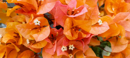 Bright orange bougainvilleas and small white flower background