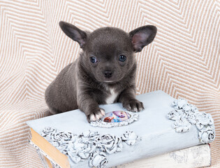 A small Chihuahua puppy in gray
