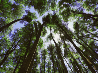 Fototapeta premium Bosque. arboles grandes