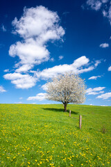beautiful blossom tree on spring meadow during sunny day - 745982332