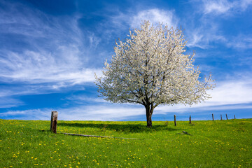 beautiful blossom tree on spring meadow during sunny day - 745982340