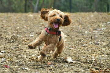 Cavapoo dog runs and jumps in the dog park on a fall day. 