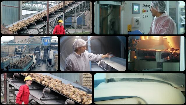 Sugar Manufacturing - Multiscreen Video Montage. Quality Control Inspector Checking Process Of Sugar Refining. Handful of Crystal Sugar. Sugar Refinery Worker at Work. Sugar Beet on Conveyor Belt.