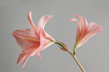 Elegant pink flower stem. Aesthetic floral simplicity composition. Close up view flower
