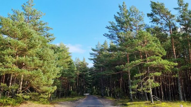 The pine tops of the trees in the forest sway in the wind