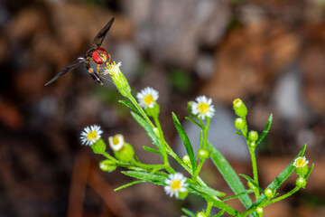 A Eastern Band-winged Hover Fly (Ocyptamus fascipennis) feeding on the nectar of a Horseweed plant (Erigeron canadensis), a species of Fleabane.