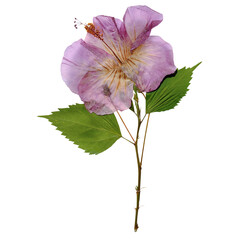 Hibiscus dried flowers (Type 2) isolated on white background © Prasanee