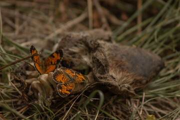 Orange and Black Pearl Crescent (Phyciodes tharos) Butterflies Feed on Goat Carcass in June 2023 BC, Canada