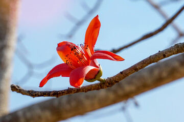 Red cotton tree is a perennial plant. Blossoms at the ends of the branches. The single flowers are...