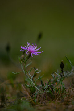 Spotted knapweed an wild plant on a field in autumn season. Centaurea flower on a cloudy day