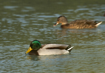 A pair of Mallard ducks feeding at Tubli bay, Bahrain