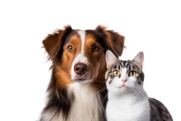 Portrait of Happy dog and cat that looking at the camera together isolated on transparent background, friendship between dog and cat, amazing friendliness of the pets.